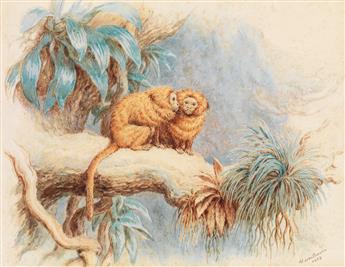 (ANIMALS.) H. LEUTEMANN. Tiger Mother * Two Tamarins.